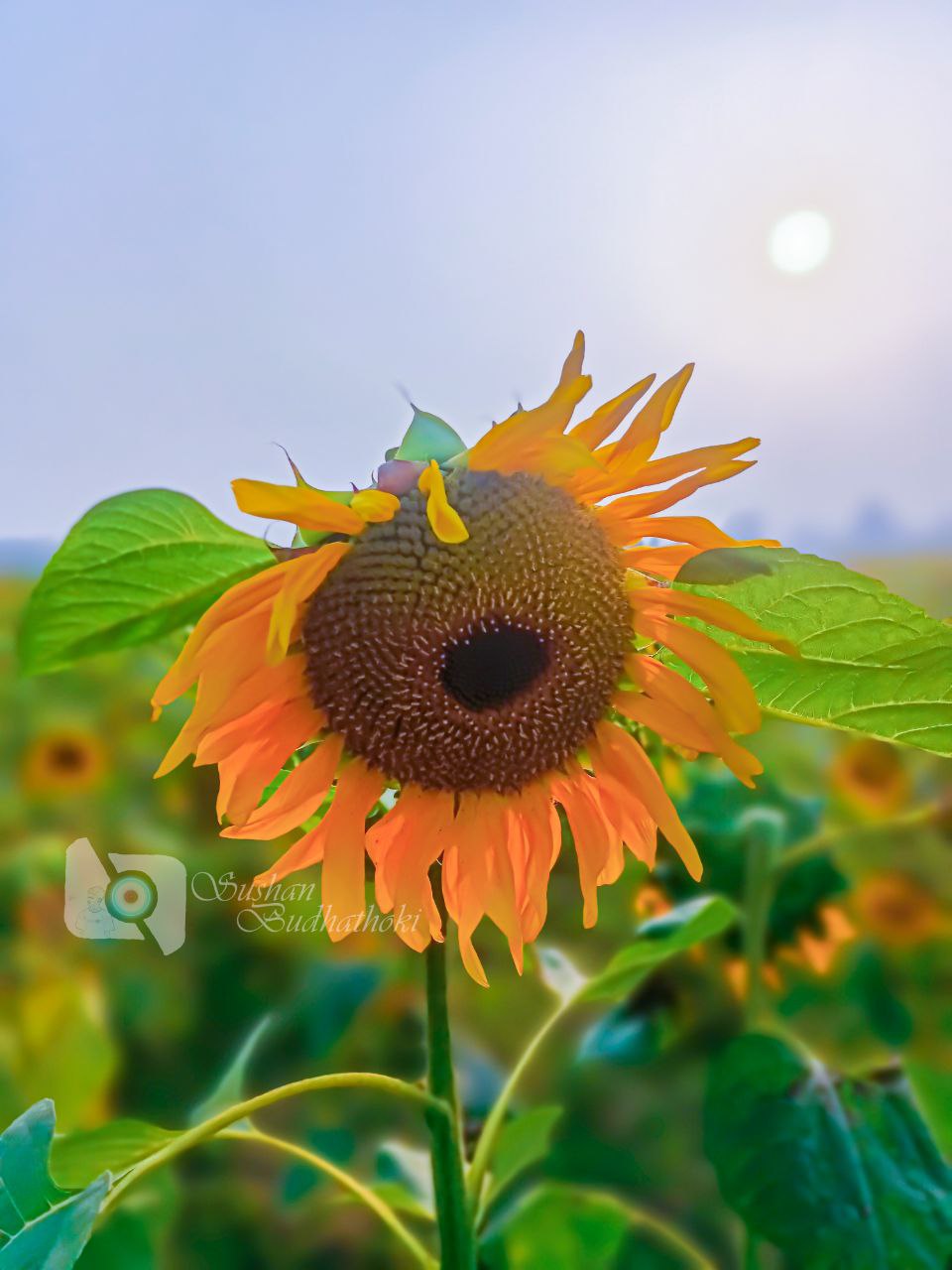 a sunflower with a bee on it
